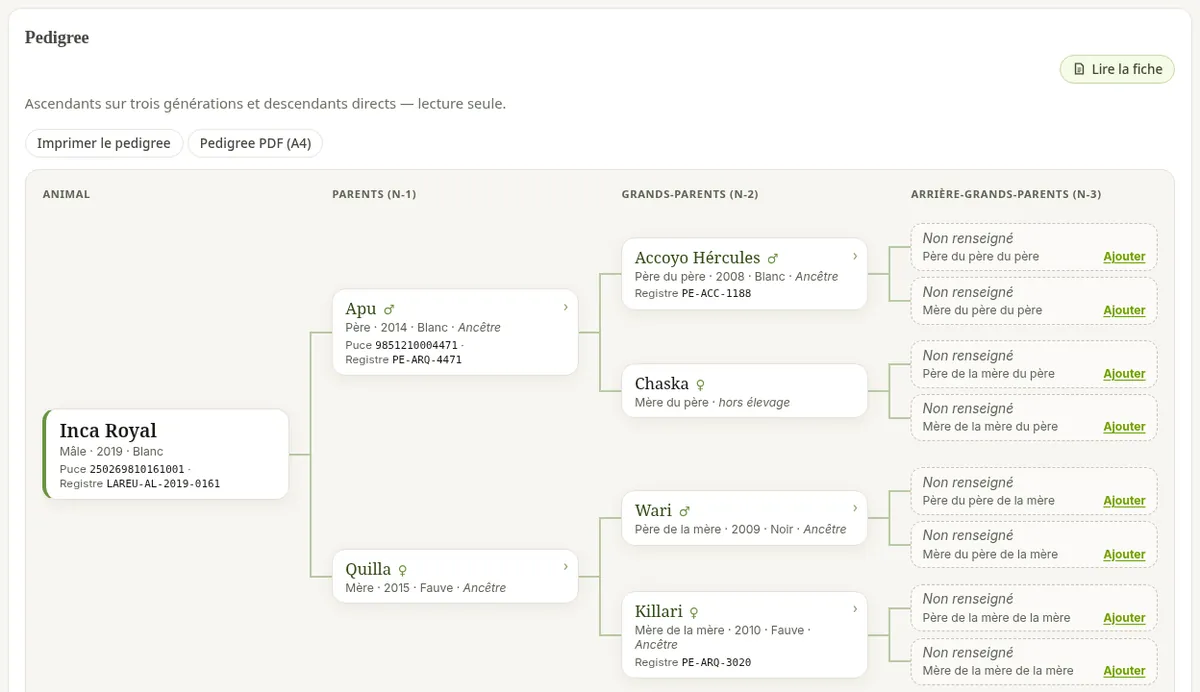 Arbre de pedigree d’une fiche.